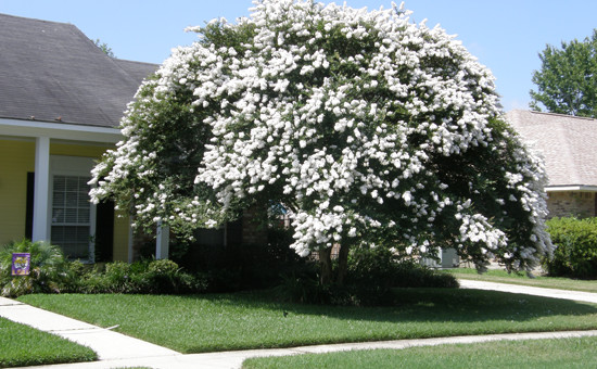 Crape Myrtle Trimming