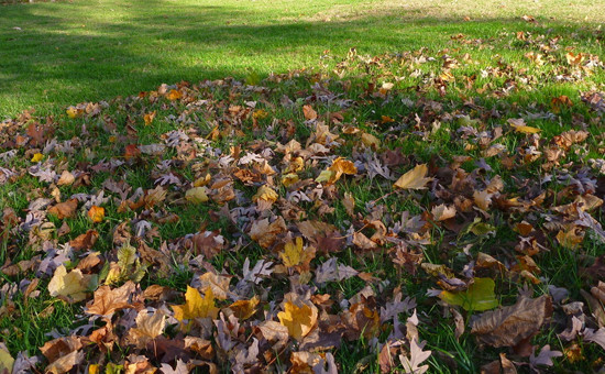 Leaf Removal