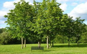 tree and shrub fertilization