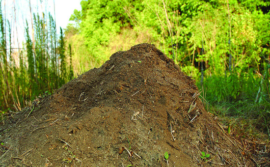 Fire Ant Control